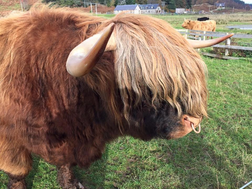Balachladaich Loch Ness B&B Dores Buitenkant foto